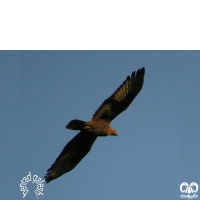 گونه سارگپه جنگلی European Honey Buzzard